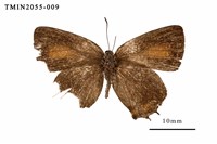 藏品(渡氏烏灰蝶)的圖片